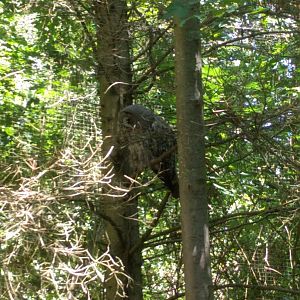 Great Grey owl