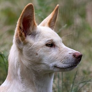 Dingo puppy / Hamerton / 17-6-20