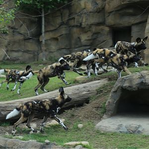 Wild Dog Pack Running