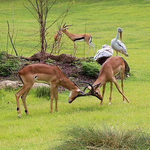 Fighting Impalas