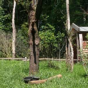 Inside of the black Stork Walk through Aviary