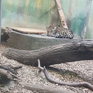 Zoo Rostock - Jaguar in indoor facility - 2019