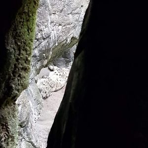 Zoo Rostock- snowleopard- 2019