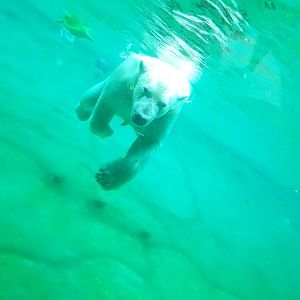 Zoo Rostock- swimming polar bear- 2019