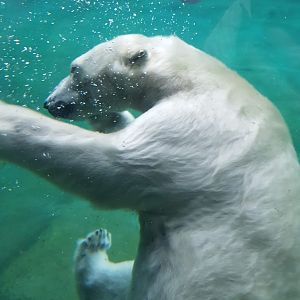 Zoo Rostock- polar bear underwater view- 2019
