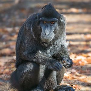 Celebes crested macaque