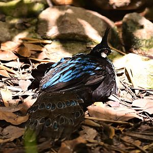 Palawan Peacock Pheasant
