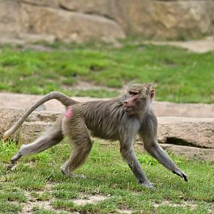 Hamadryas Baboon