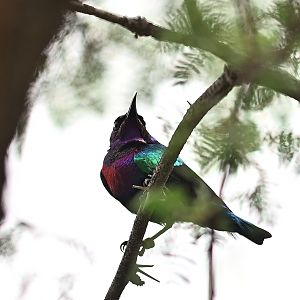 Splendid Sunbird