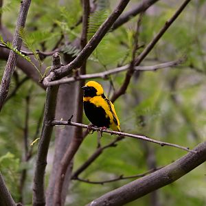 Yellow Crowned Bishop