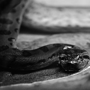 Green Anaconda