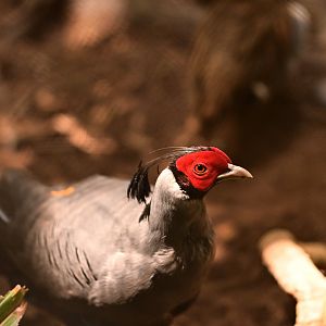 Siamese Fireback