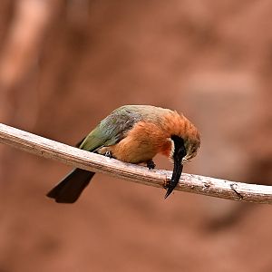 White Fronted Bee Eater