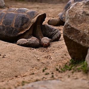 Galapagos Tortoise