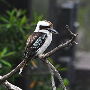 Laughing Kookaburra