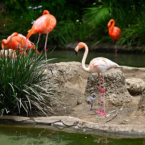 Flamingo mom and chick