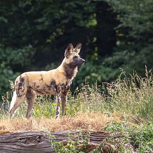 African wild dog : Whipsnade : 16 Jun 2020