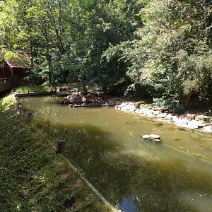Eurasian River Otter Enclosure