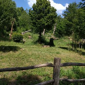 Eurasian Lynx Enclosure