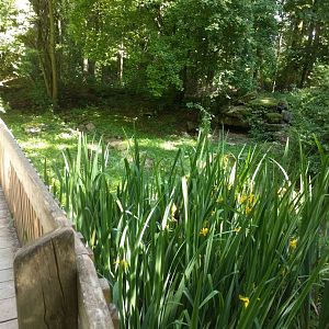 Racoon Dog Enclosure
