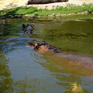 Zoo Basel- common hippopotamus- 2018