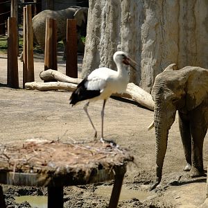 Zoo Basel- african elephant with a stork in the foreground- 2018