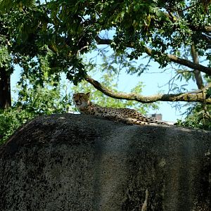 Zoo Basel- cheetah enjoying some shade- 2018