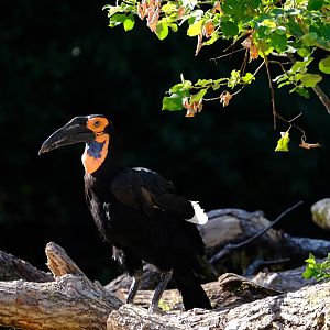 Zoo Basel- southern ground hornbill- 2018