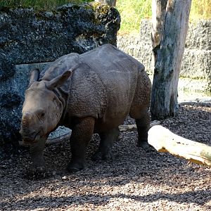 Zoo Basel- young great one-horned rhinoceros- 2018