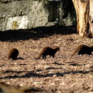 Zoo Basel- group of asian-small clawed otter in the rhinoceros enclosure- 2018