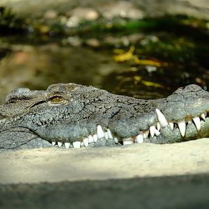 Zoo Basel- nile crocodile in the Etoscha house- 2018