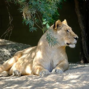 Zoo Basel- african lion- 2018