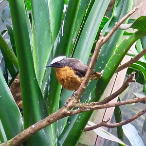 White-Crowned Robin Chat (Cossypha albicapilla)