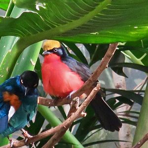Yellow-Crowned Gonolek (Laniarius barbarus)