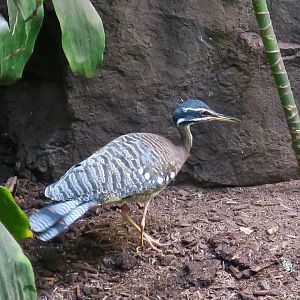 Sunbittern (Eurypyga helias)