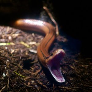 Red Bamboo Racer (Oreocryptophis porphyraceus coxi)