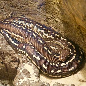 Angolan Python (Python anchietae)