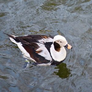 Long-Tailed Duck (Clangula hyemalis)