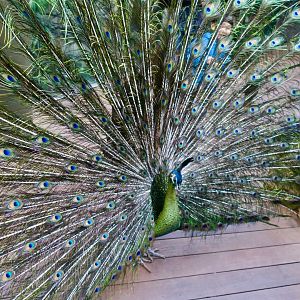 Green Peafowl (Pavo muticus)