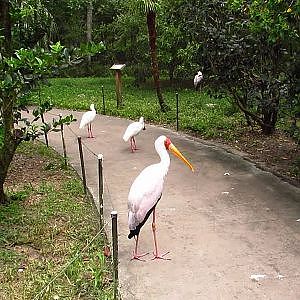 River Valley Aviary July 2019 - YouTube