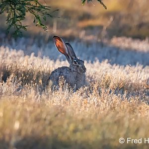 black tailed jackrabbit