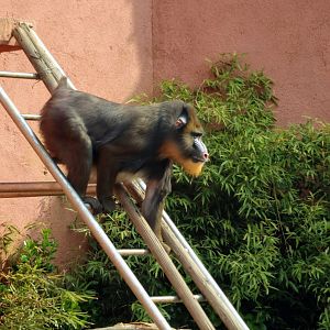 Mandrill climbing down