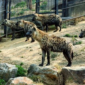 Spotted Hyena clan
