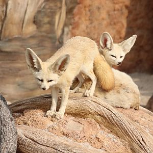 Fennec Foxes