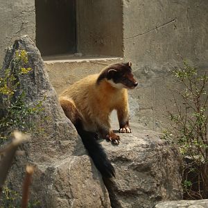 Yellow-throated Marten