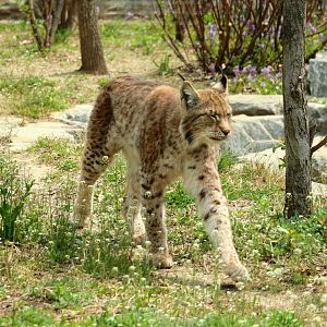 Eurasian Lynx