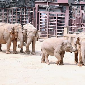 Asian Elephant herd