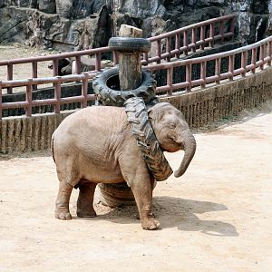Baby Asian Elephant playing with tire