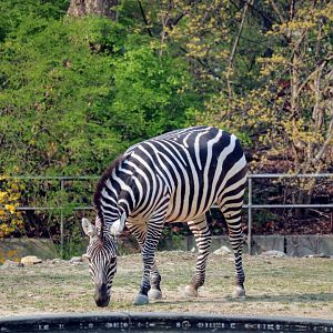 Plains Zebra