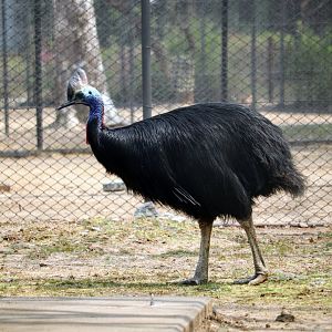 Southern Cassowary